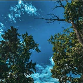 Tree canopy and blue sky with clouds in Kitimat region.
